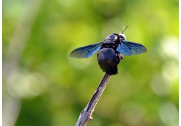 Cientistas desenvolvem tecnologia que controla voo de insetos gigantes