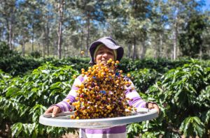 Setur-BA inicia requalificação da Rota dos Cafés Especiais do Planalto da Conquista