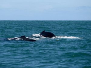 Observação de baleias é opção para atrair turistas na baixa estação